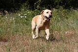 LABRADOR 964